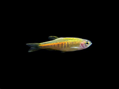 Glowlight Danio (Celestichthys choprae), Tank-Bred! - Aquatic Arts on sale today for $ 17.99