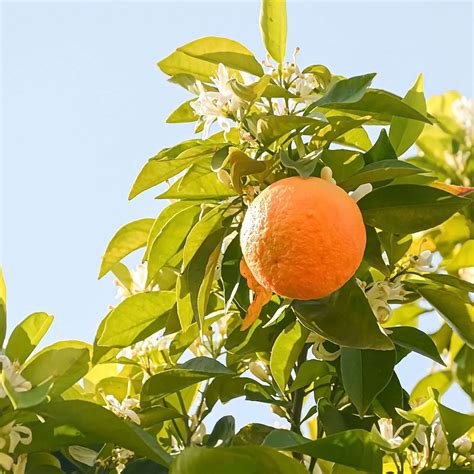 Navel Orange Tree | Plants Express