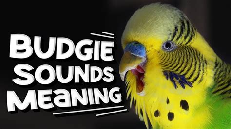 Budgie Sounds Meaning - YouTube