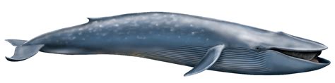 Blue Whale Transparent Transparent HQ PNG Download | FreePNGimg