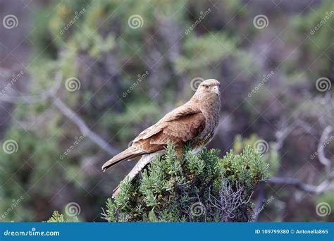 Chimango Caracara Phalcoboenus Chimango Patagonian Bird of Prey ...