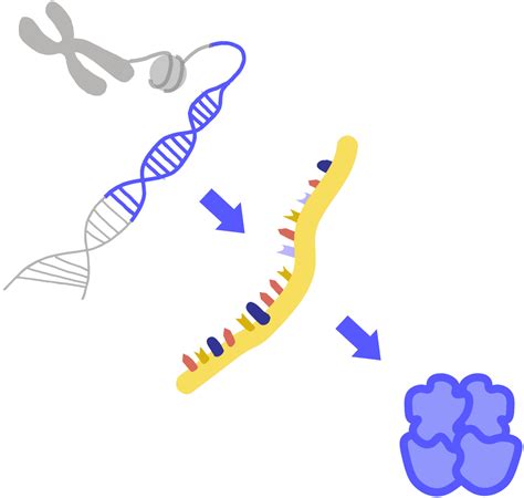 Expression - Innovative Genomics Institute (IGI)