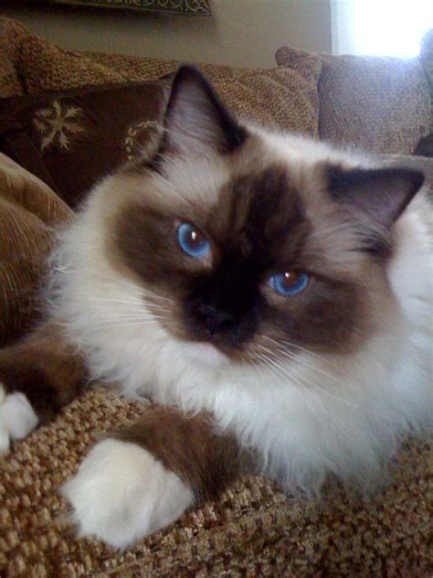 36+ Ragdoll Fluffy Snowshoe Cat - Furry Kittens