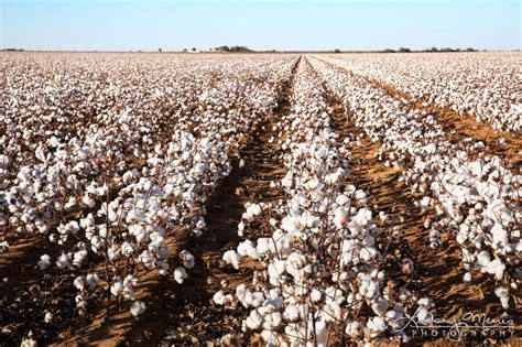 How To Start Lucrative Cotton Farming Business In Nigeria – Wealth Result