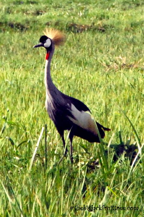 Crested Cranes – the crowned beauties of Uganda | The Big Jackfruit Tree