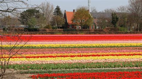 Visit a tulip farm near Amsterdam - Tulip Festival Amsterdam | Tulip ...