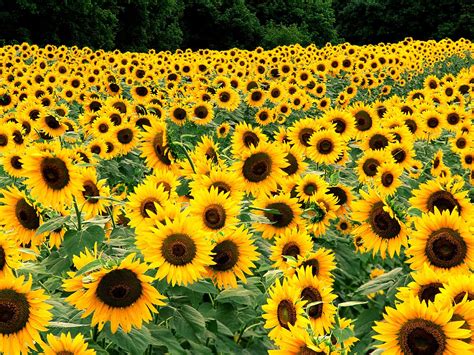 Field of Sunflowers Wallpapers | HD Wallpapers | ID #5677
