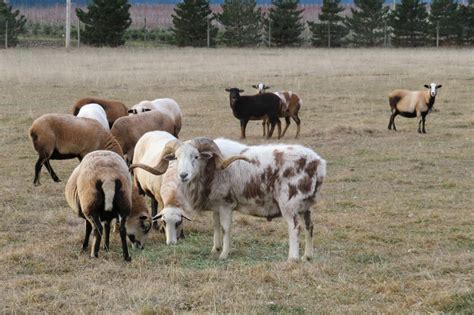 The Hen Cackle Inn - Painted Desert Sheep [data archive]