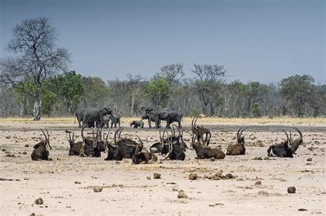 Hwange National Park Luxury Safaris - Southern Destinations