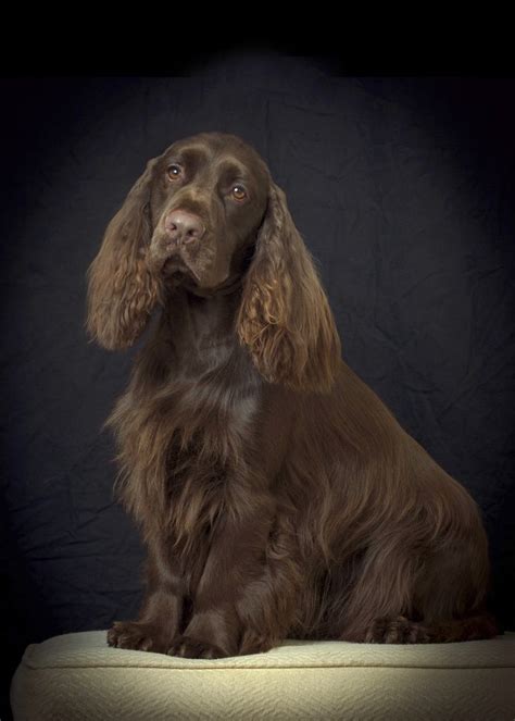 Field Spaniel | Akc dog breeds, Field spaniel, Australian shepherd puppies