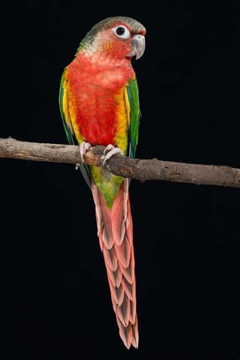 Green Cheek Conure For Sale in California Avenue, CA (1)