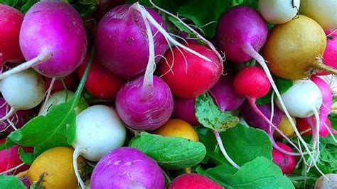 14 Radish Varieties You Should Keep On Your Radar