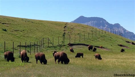 Camping With Kids #7: Camping At The Waterton Townsite In Waterton Lakes National Park — The ...