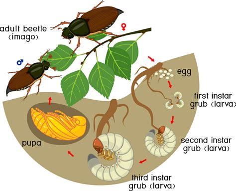 Life Cycle Of White Grubs Shop Discount, Save 40% | jlcatj.gob.mx