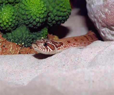 Everything You Need to Know About Hognose Snakes | Hognose snake, Snake, Reptiles pet