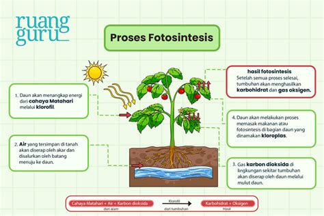 Apa Itu Fotosintesis? Yuk, Cari Tahu! | IPA Terpadu Kelas 4