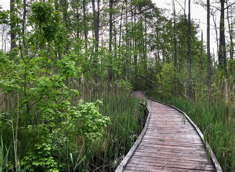 Alligator River National Wildlife Refuge - Exploring Nature by Sheila Newenham