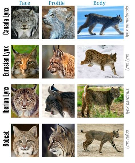 The different lynx shapes. | Iberian & other lynx - Endangered Wildthing | Pinterest | More Lynx ...