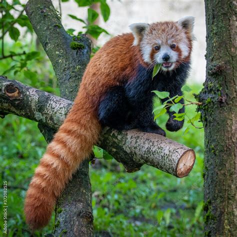 red panda eating bamboo Stock Photo | Adobe Stock