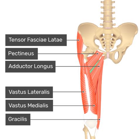 Adductor Brevis Muscle | GetBodySmart