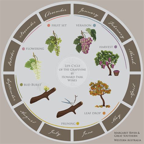 The Vine Cycle at Howard Park | Wine vine, Grape vines, Wines