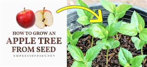 How to grow an apple tree from a seed: recommendations – Healthy Food Near Me