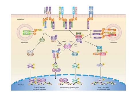 TLR signaling pathways. Upon respective ligands binding, TLRs form... | Download Scientific Diagram