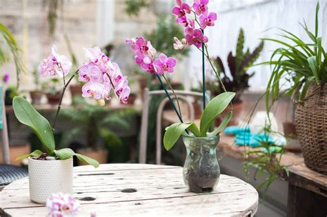 The Best Soil Mix for Orchid Plants (Essential Guide) - Petal Republic