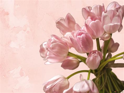 A Bouquet of Pink Tulips 4K wallpaper download