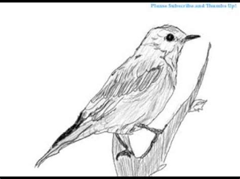 How to draw a bird on a branch - YouTube