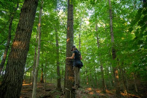 Stop Delaying: Try Saddle Hunting This Fall - Petersen's Bowhunting