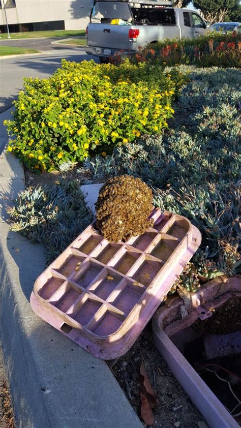 Riverside Bee Removal | Services