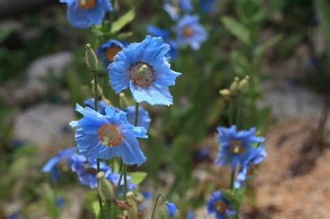 17 Pretty Poppy (Papaver) Varieties - No They're Not All Red ...