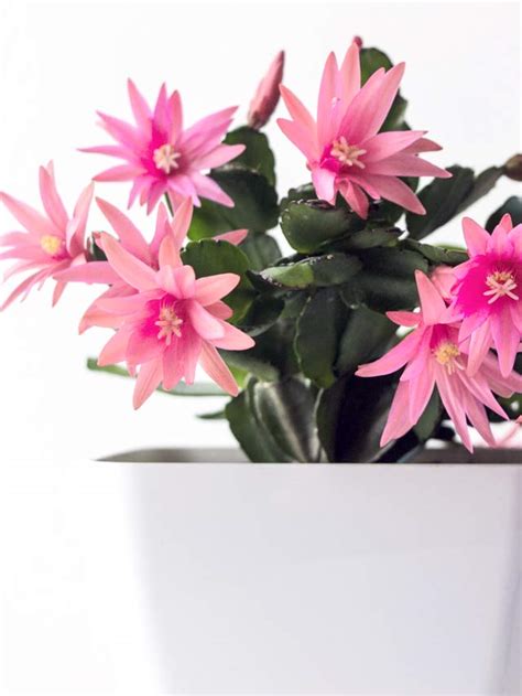 Guide to Easter Cactus Propagation - Steps for Success! – Mod and Mint ...