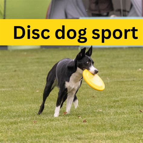 Disc dog sports Introduction : The disc dog sport, also known as canine ...