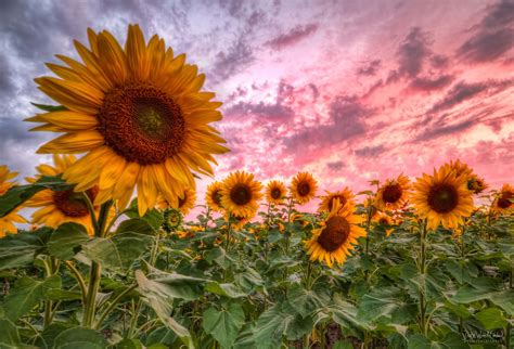 Sunflower Field @ Sunset | Quick trip to a local Sunflower F… | Flickr