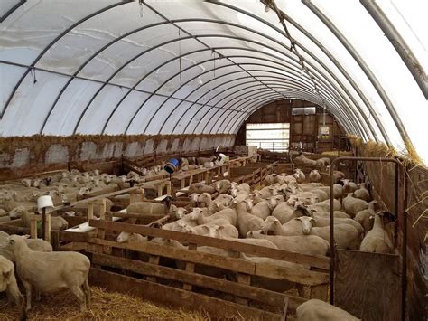 Fabric structures protect sheep health - Winkler Structures