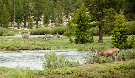 Somehowlost: June Lake Camping Trip Including a Visit to Devil's ...