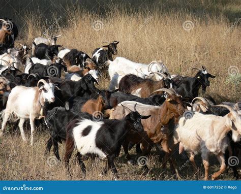 The Herd Of Goats Stock Photography - Image: 6017252