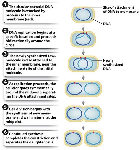 The Process Of Cell Division In Prokaryotic Cells Is Called - Cell Division