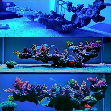 Aquarium fish tank, Saltwater aquarium setup, Coral aquarium