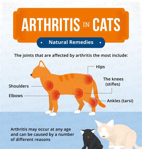 Arthritis in Cats & Natural Remedies | Canna-Pet | Feline health, Old cats, Cats