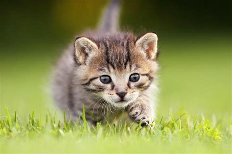 Safari Cats For Sale | Hilliard, OH #322088 | Petzlover