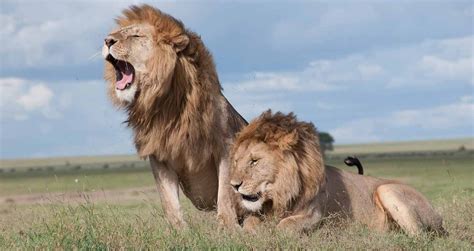 Kids Activity: Nairobi National Park Kenya East Africa