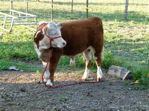 Middleground Miniature Herefords: Polled Miniature Hereford bulls ...