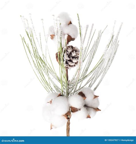 Christmas tree branch stock image. Image of nature, decoration - 135247927