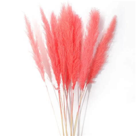 Fluffy Small Pompa Pamps Grass Decor Natural Pampus Plume Panpas Grass ...