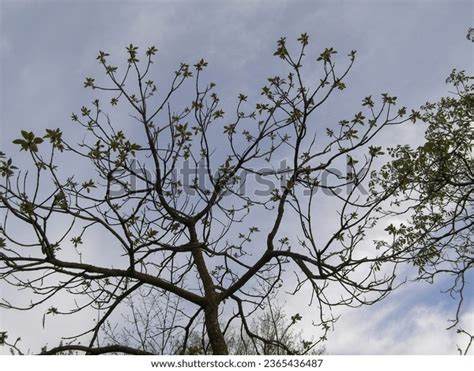 Catalpa Aka Catawba Tree Scientific Classification Stock Photo 2365436487 | Shutterstock