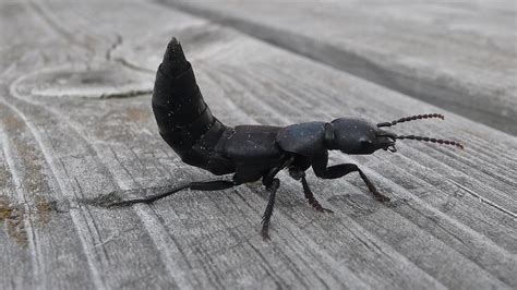 Devil's Coach Horse Beetle, side view | This awesome li'l fe… | Flickr