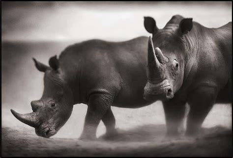 Nick Brandt - Elephant on Bare Earth, Amboseli – Nick Brandt, Elephant, Photography, Africa For ...